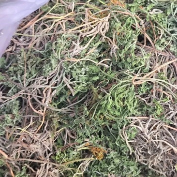 一朵云无杂阴地蕨春不见小根水洗小春花