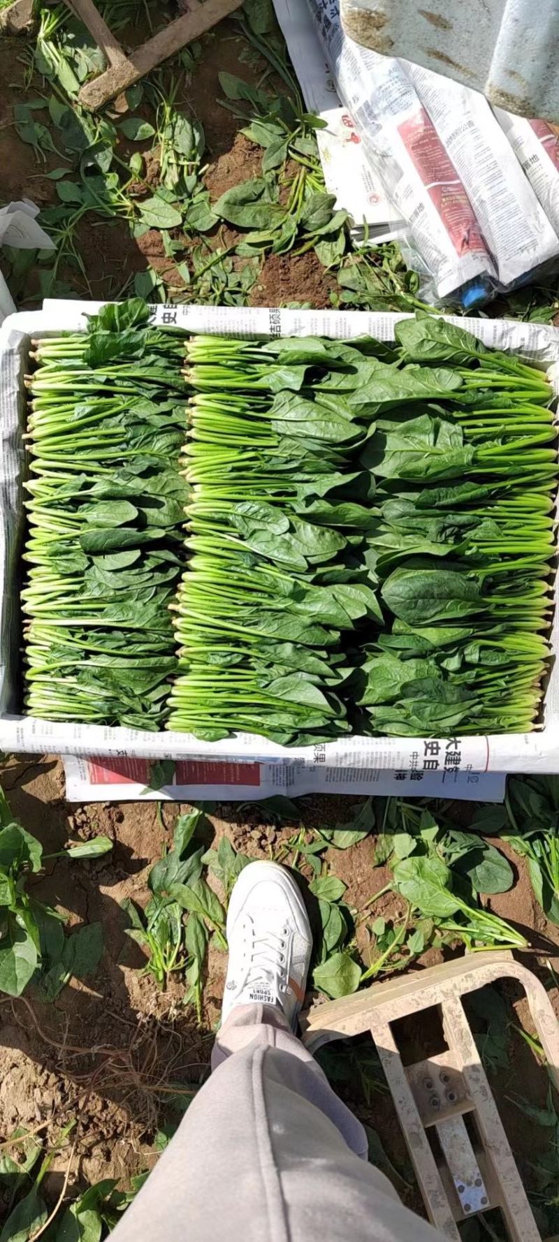 精品菠菜，可供各种包装。产地直发，全国发货。