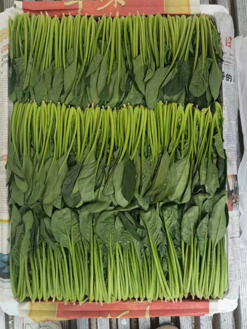 精品菠菜，可供各种包装。产地直发，全国发货。
