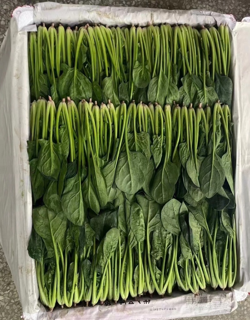 精品菠菜，可供各种包装。产地直发，全国发货。