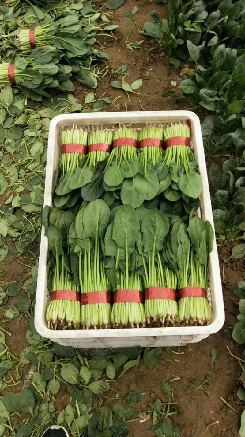 精品菠菜，可供各种包装。产地直发，全国发货。