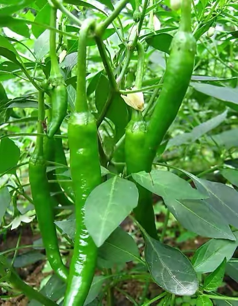 【精品青椒】优质辣椒，青椒，价格美丽！好货不等人