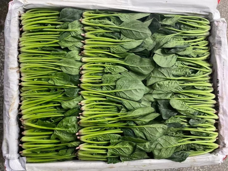 精品菠菜，可供各种包装。产地直发，全国发货。
