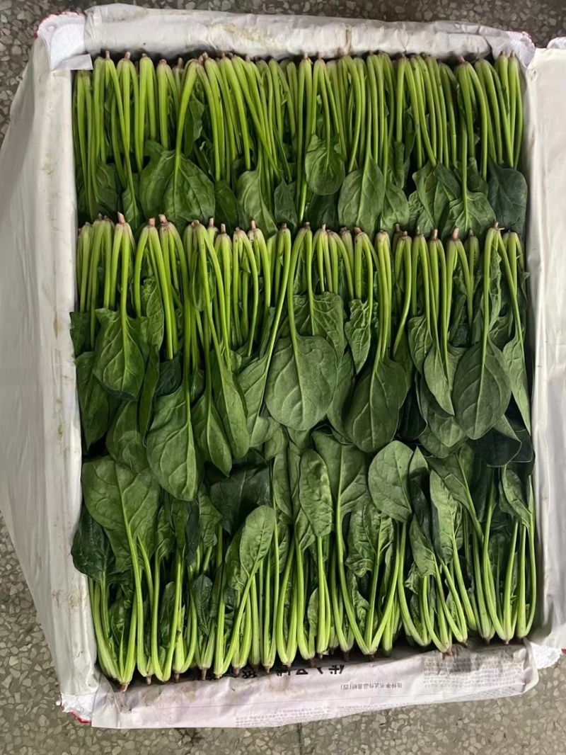 精品菠菜，可供各种包装。产地直发，全国发货。