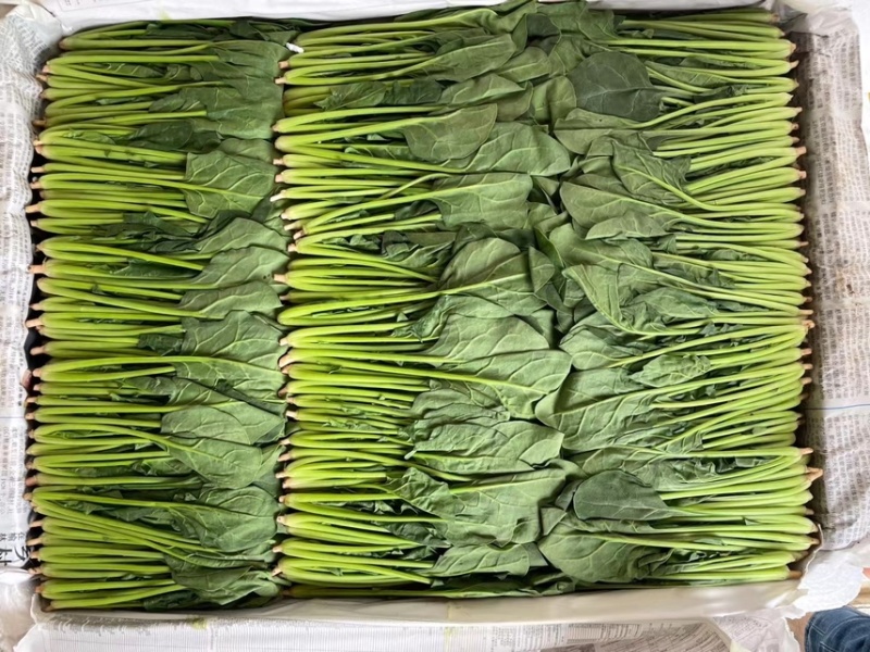 精品菠菜，可供各种包装。产地直发，全国发货。