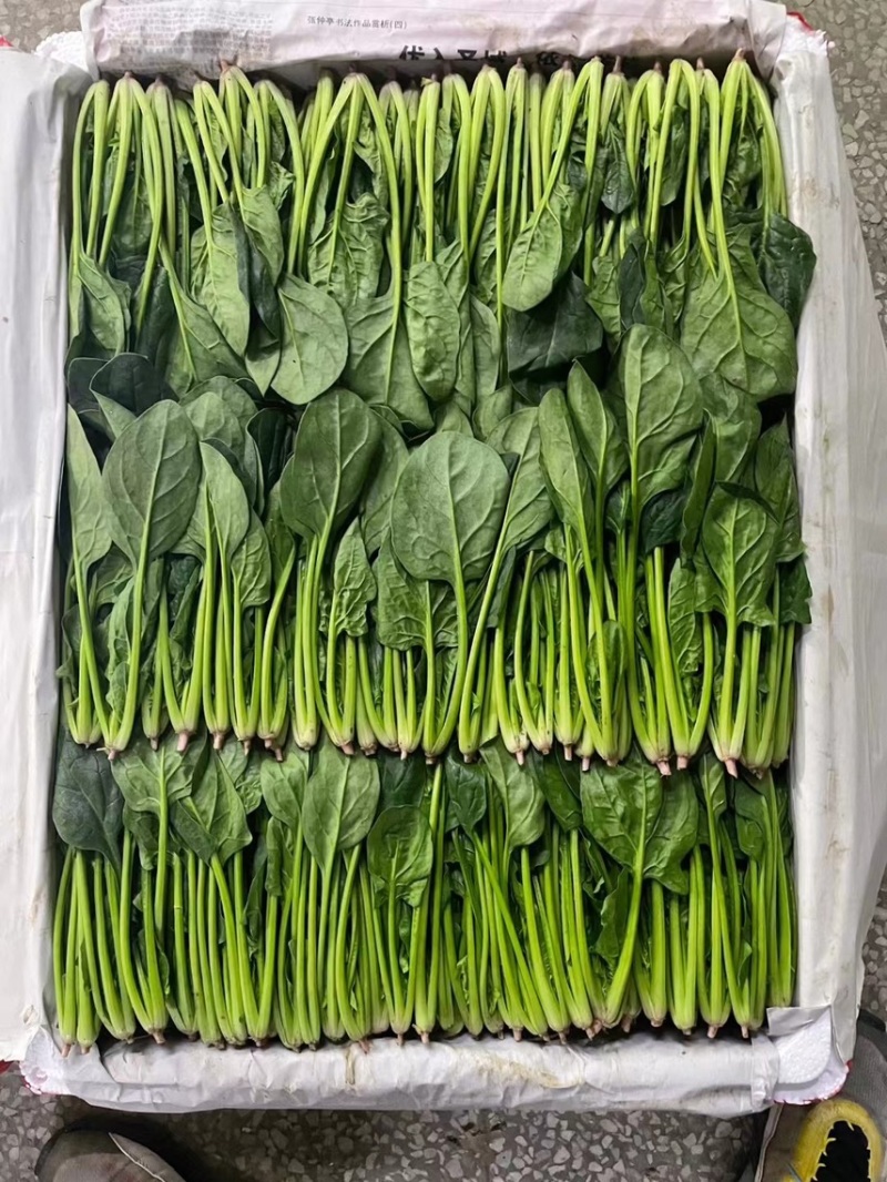 精品菠菜，可供各种包装。产地直发，全国发货。