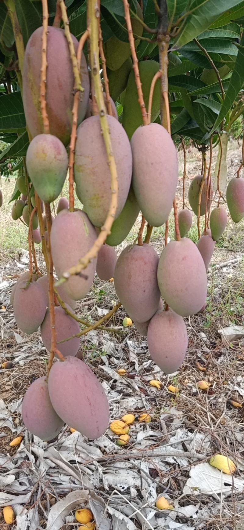 海南芒果大量上市