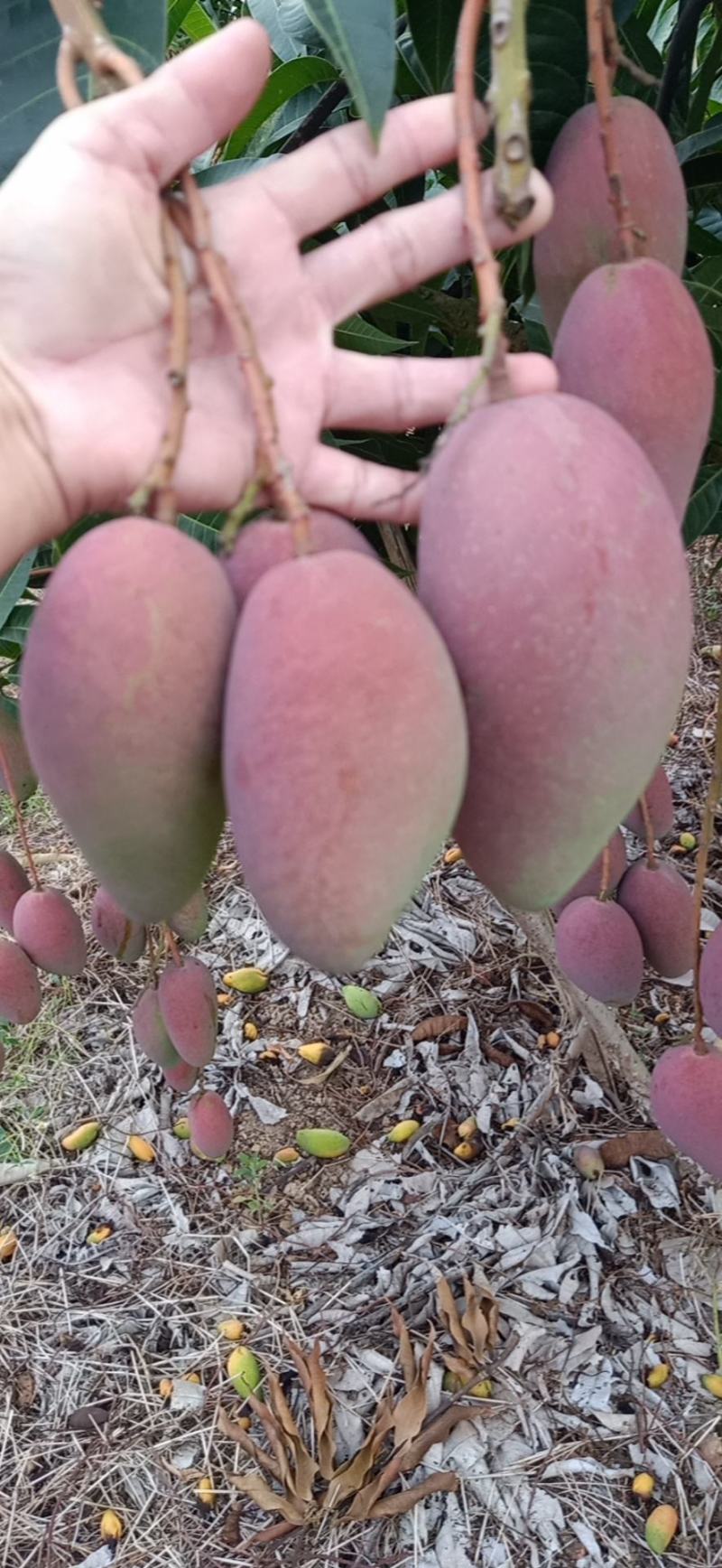 海南芒果大量上市