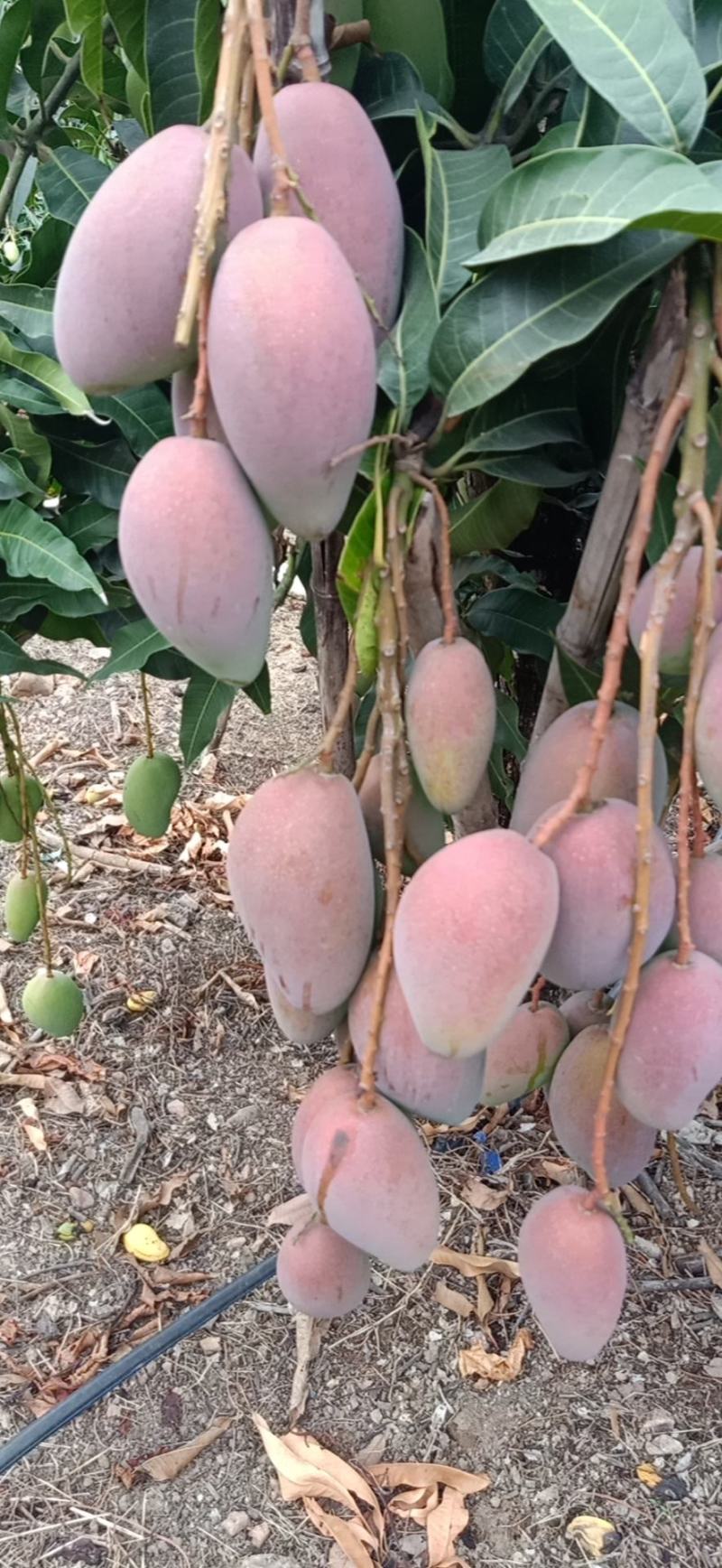 海南芒果大量上市