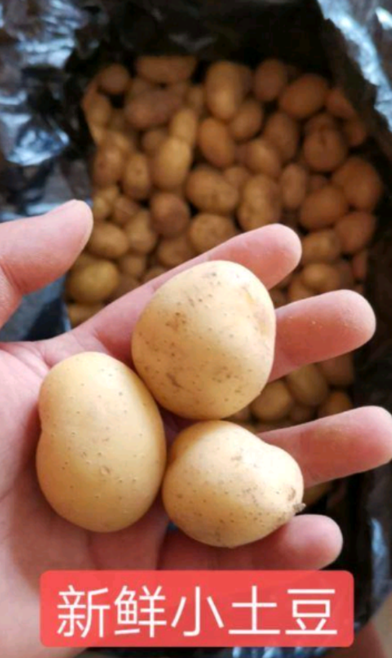 玲珑小土豆