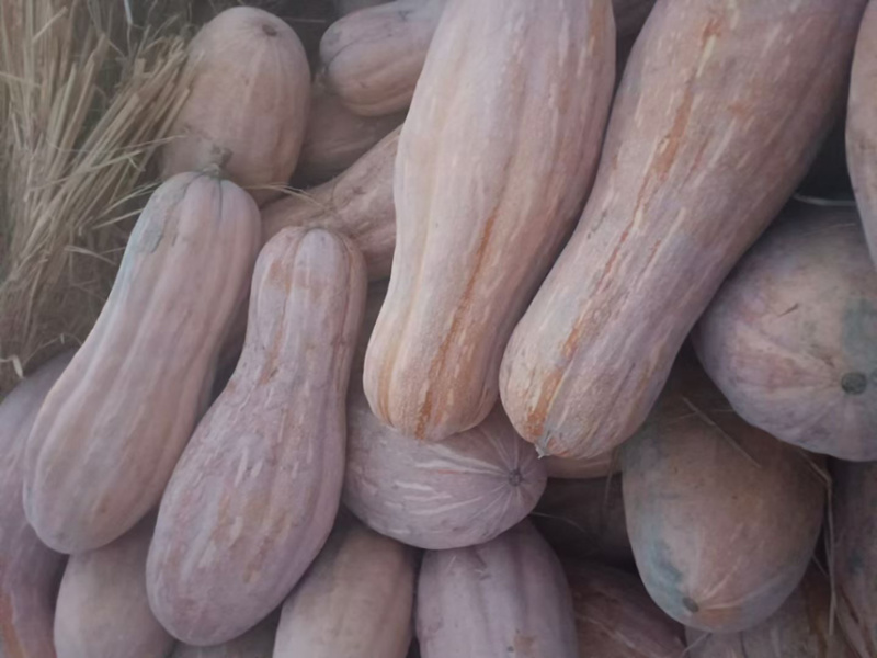 【南瓜】精品，优质，色泽正，个头均匀，好货不等人
