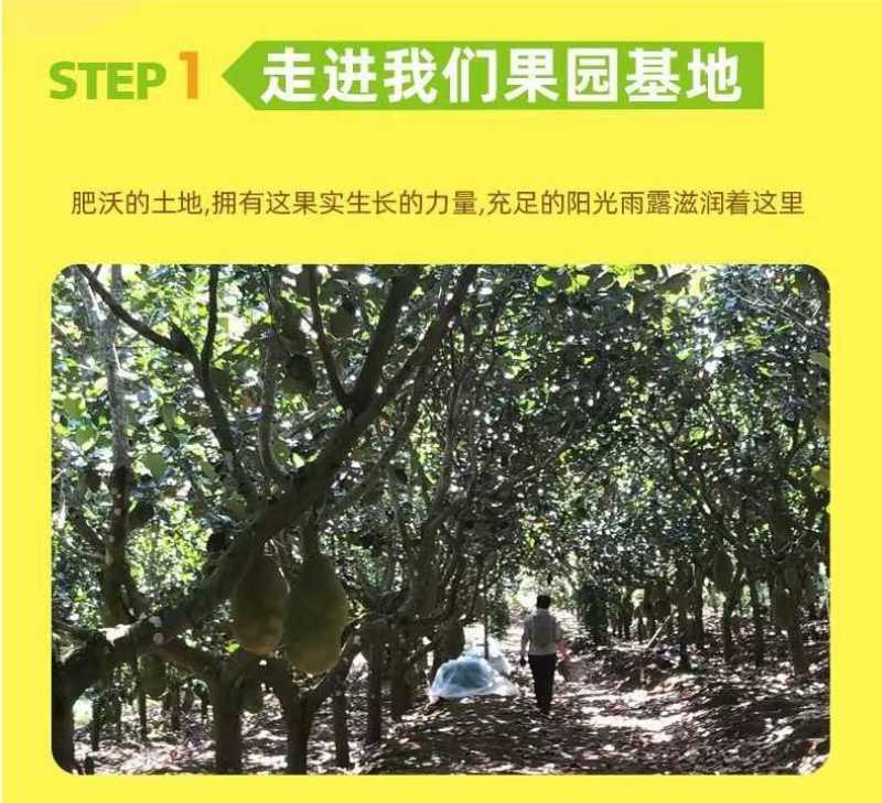 海南三亚黄肉菠萝蜜马来西亚三号假榴莲一整个菠萝蜜批发包邮
