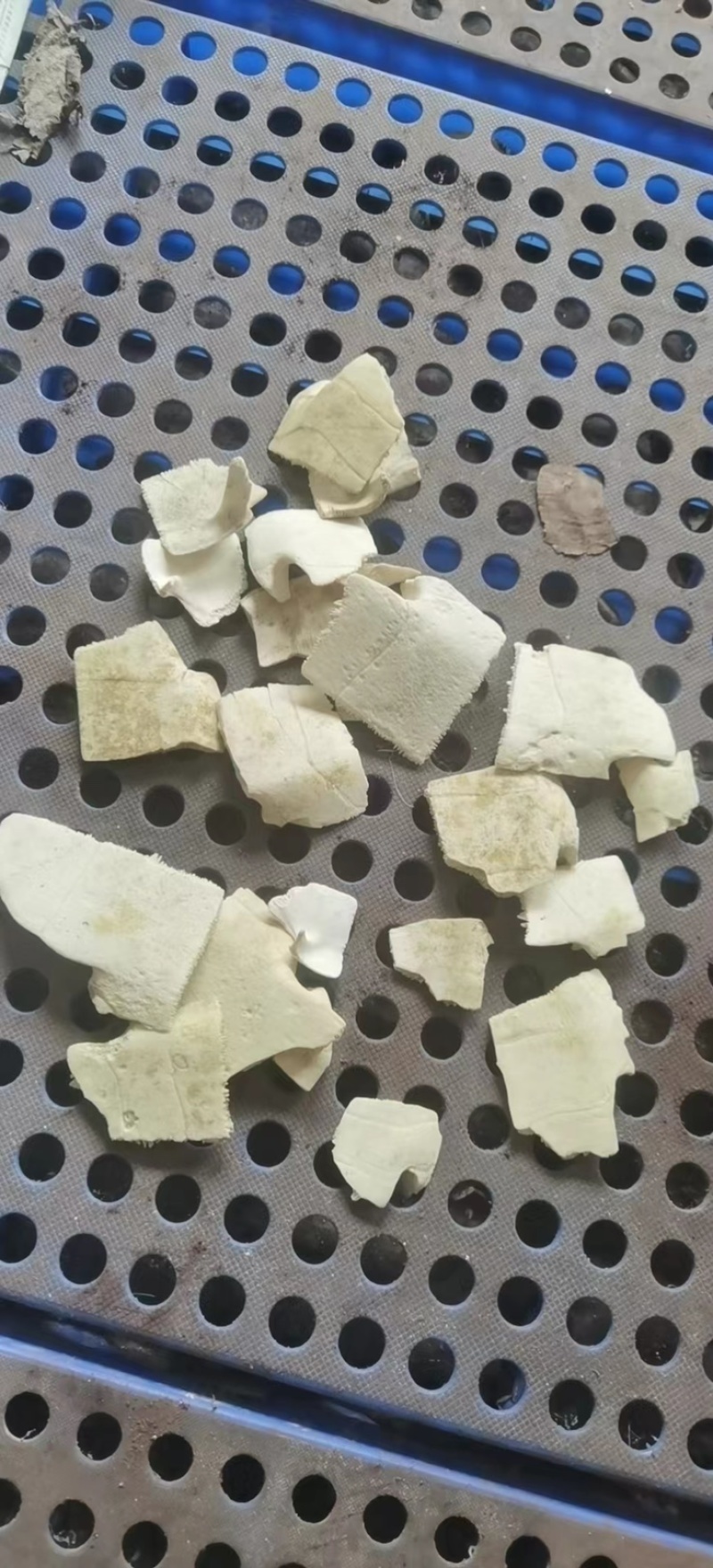 洗龟板龟甲巴西板草龟板