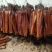 里脊腊肉湖南烟熏腊肉里脊肉红腊肉工厂货源欢迎电联