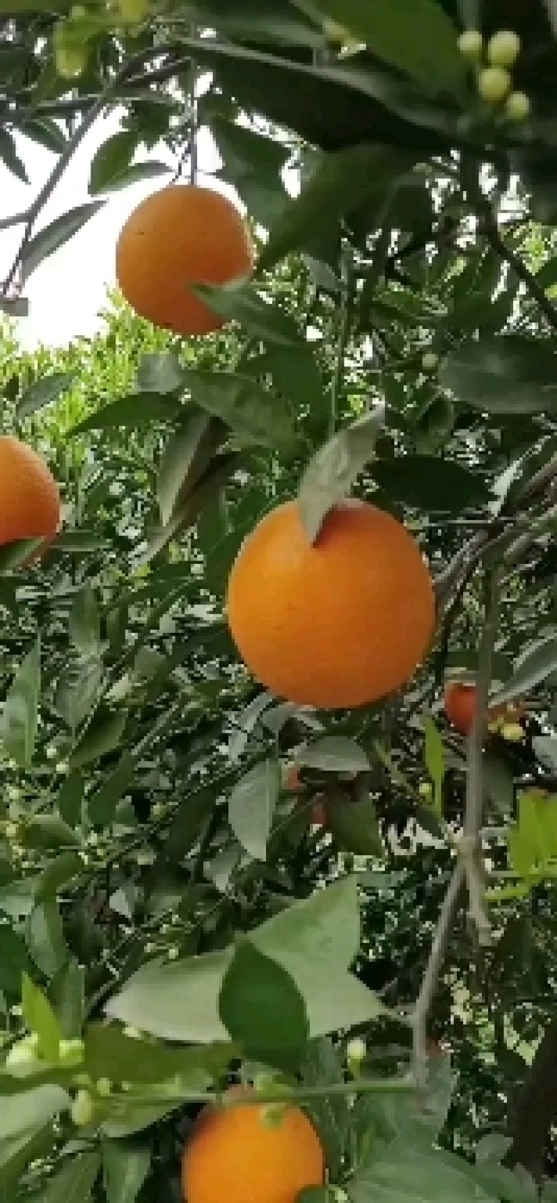 秭归精品伦晚春橙皮薄肉厚汁多味甜农户一手货批发。