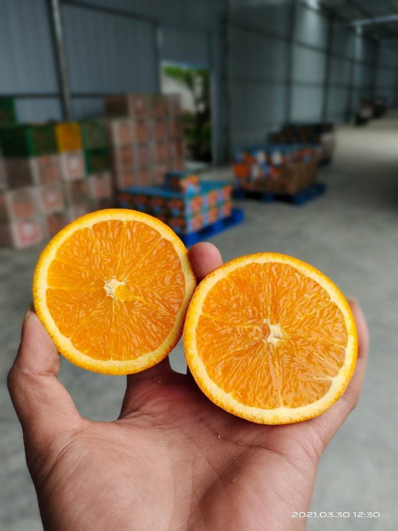 秭归精品伦晚春橙皮薄肉厚汁多味甜农户一手货批发。