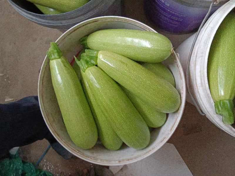 西葫芦芹菜饺子馅成品特写
