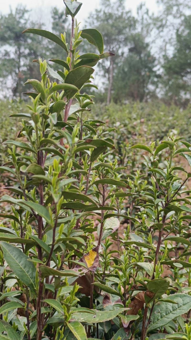 桐城小花茶叶绿茶2023雨前新茶500g