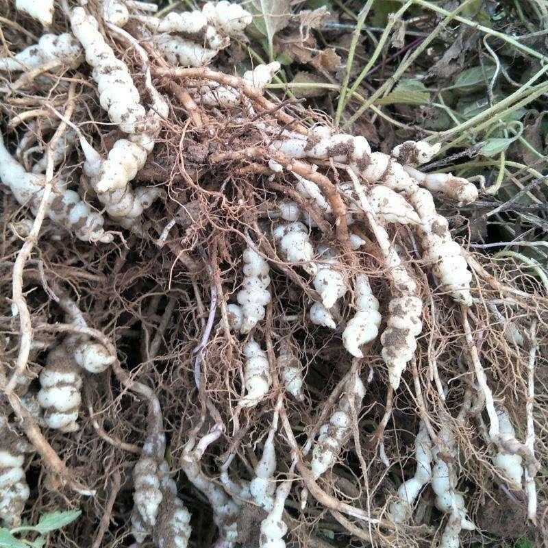 山东野菜甘露子种子新鲜宝塔菜螺丝菜鲜菜地环地葫芦散装
