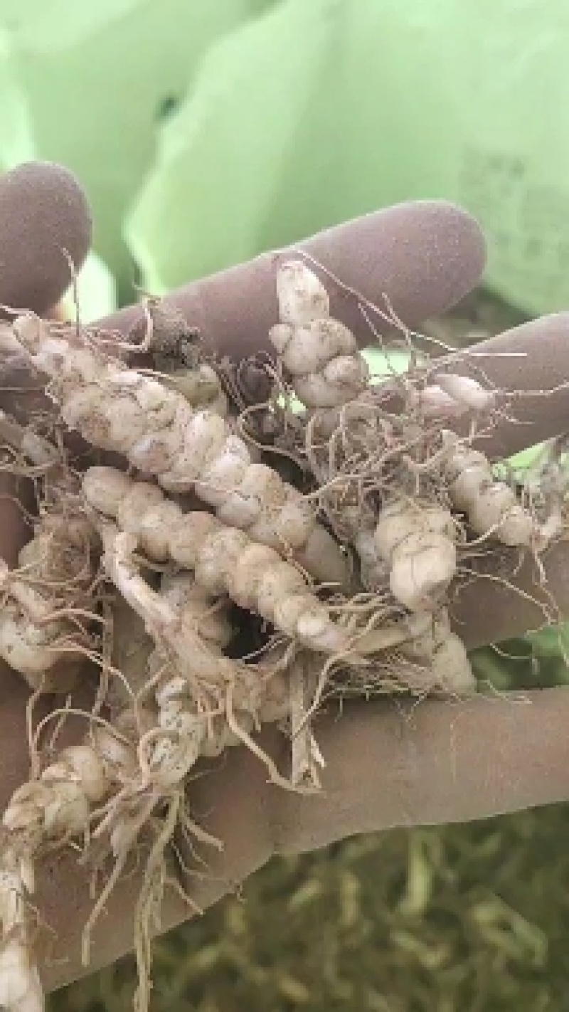 山东野菜甘露子种子新鲜宝塔菜螺丝菜鲜菜地环地葫芦散装