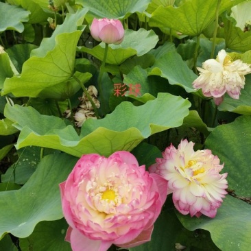 荷花苗
