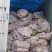 荷花苗