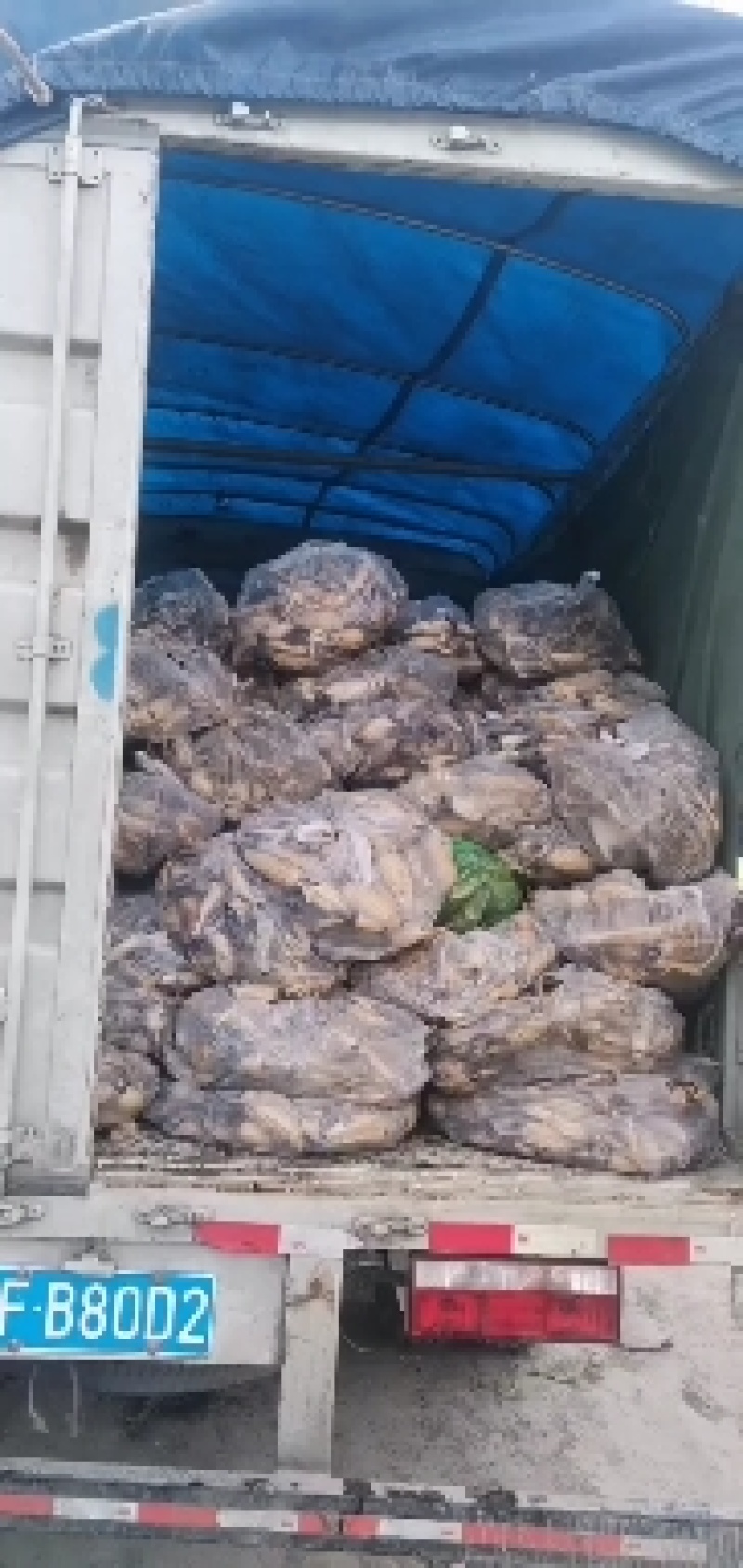 荷花苗