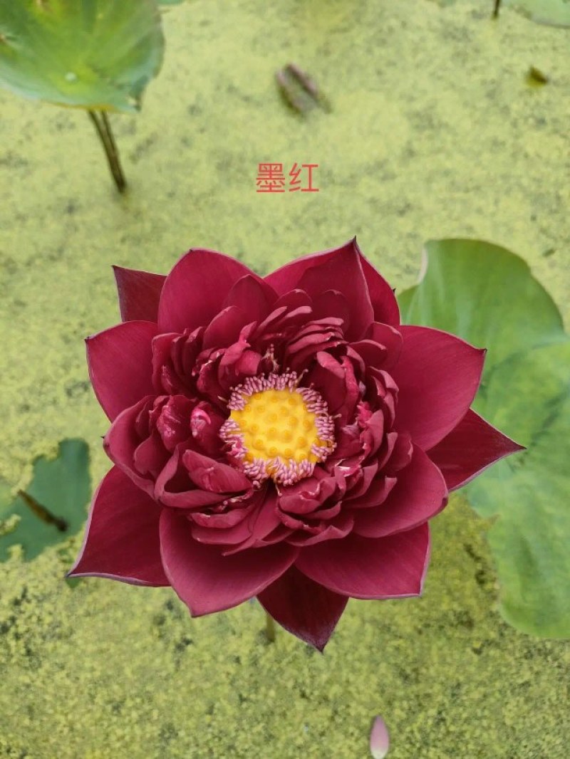 荷花苗