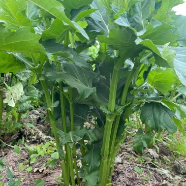 串叶松香草教授菊华夏神菊蛋白菊