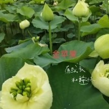荷花苗