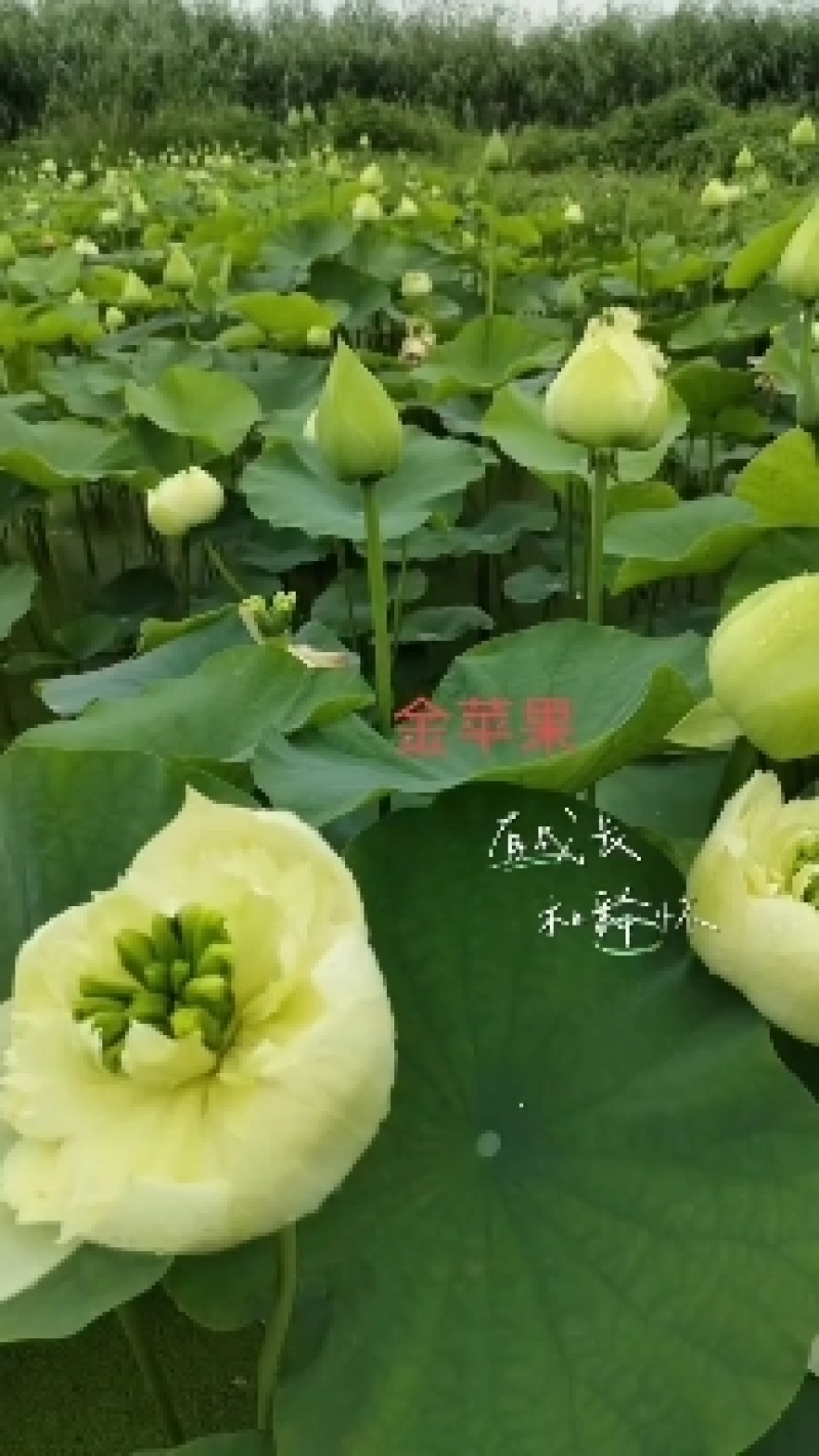 荷花苗