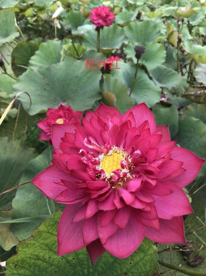 荷花苗