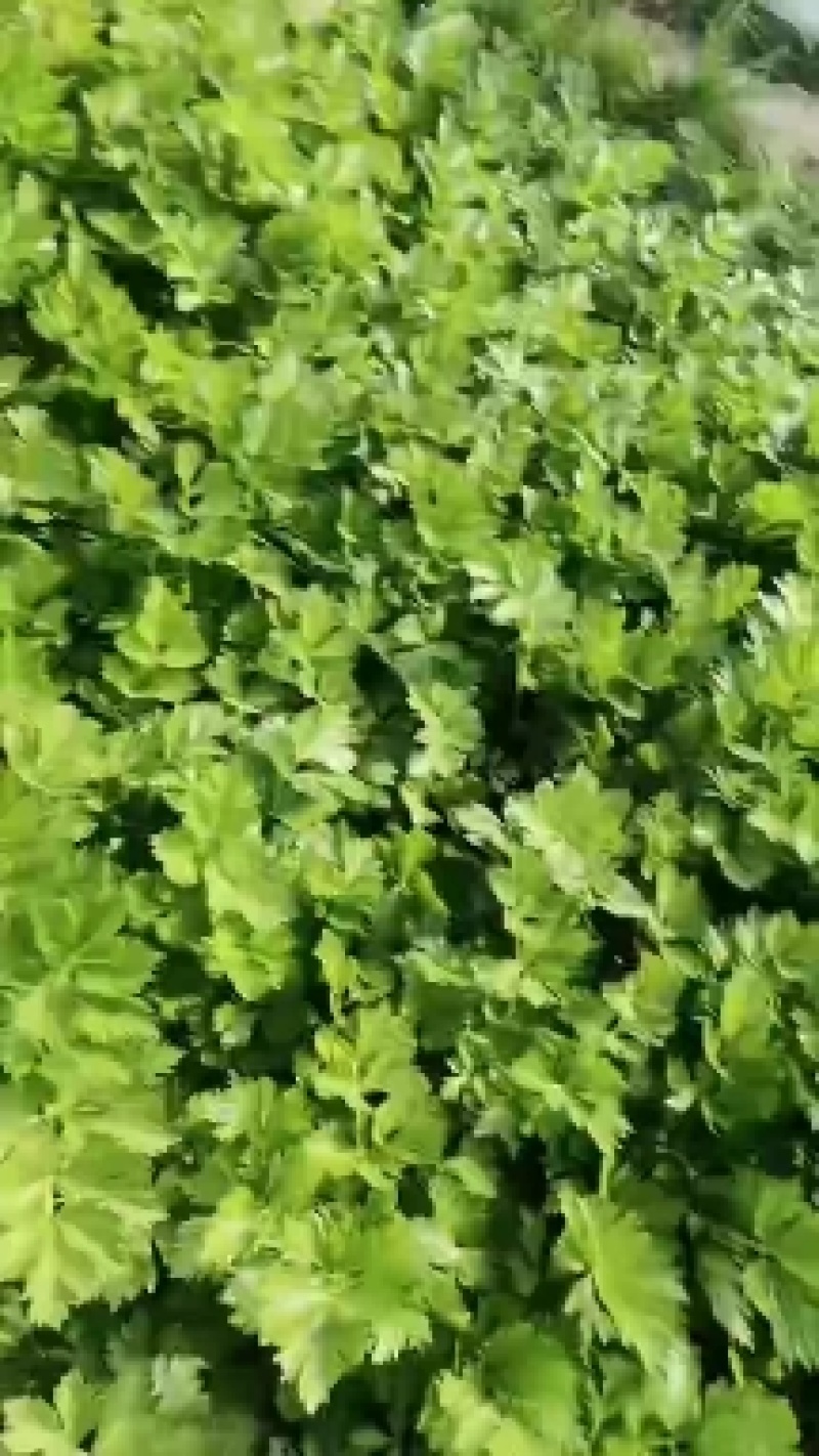 中棵芹菜大量有价格便宜