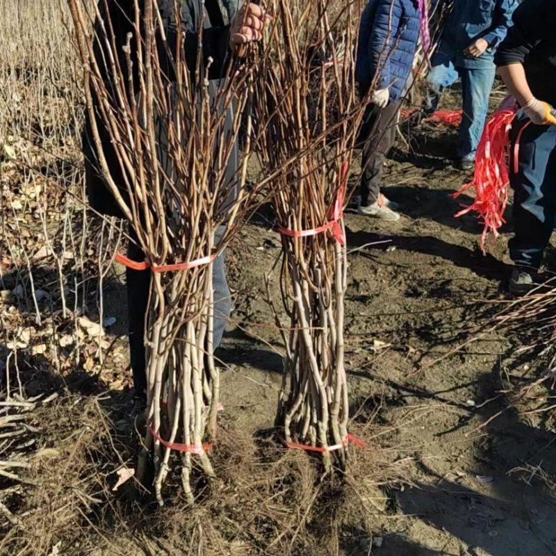 大金星山楂苗，大果山楂，嫁接山楂苗，山楂苗大量
