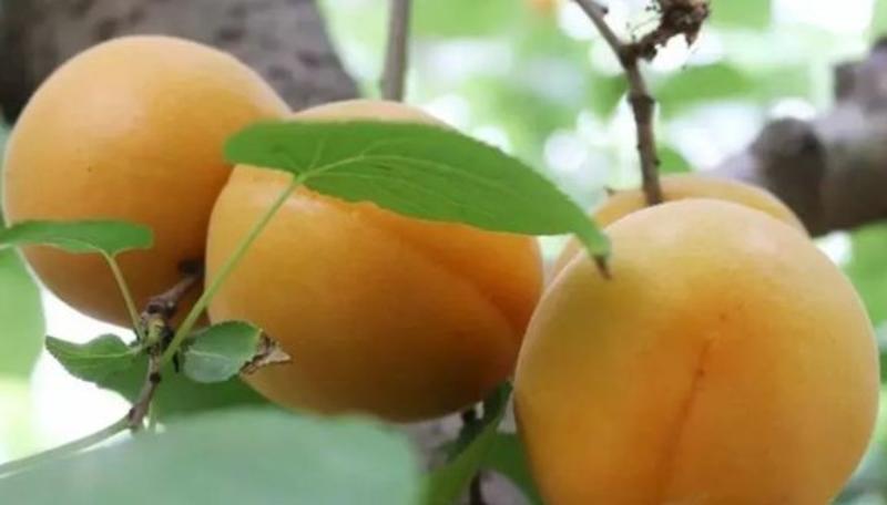 陕西大荔埝桥万亩杏，一手货源，量大，质量保证