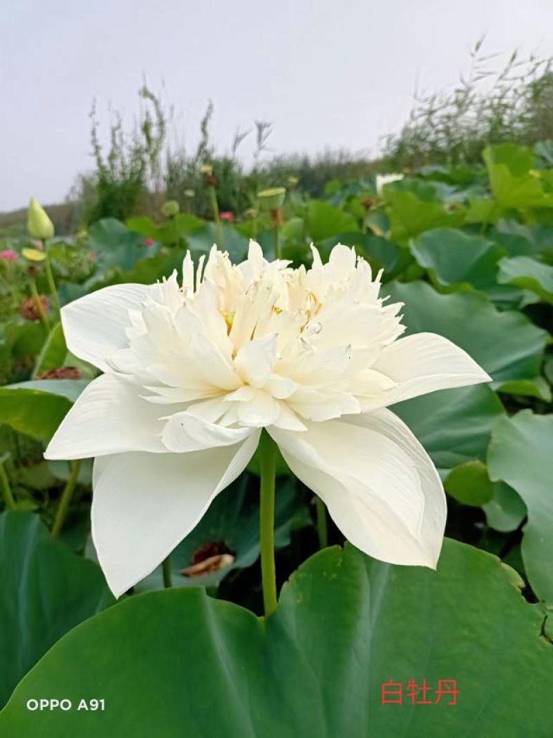 荷花，基地直发，五颜六色，适合盆栽，池塘，河道，欢迎订购