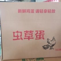 中大码精品红心/双色粉壳！大午金凤常年出货中