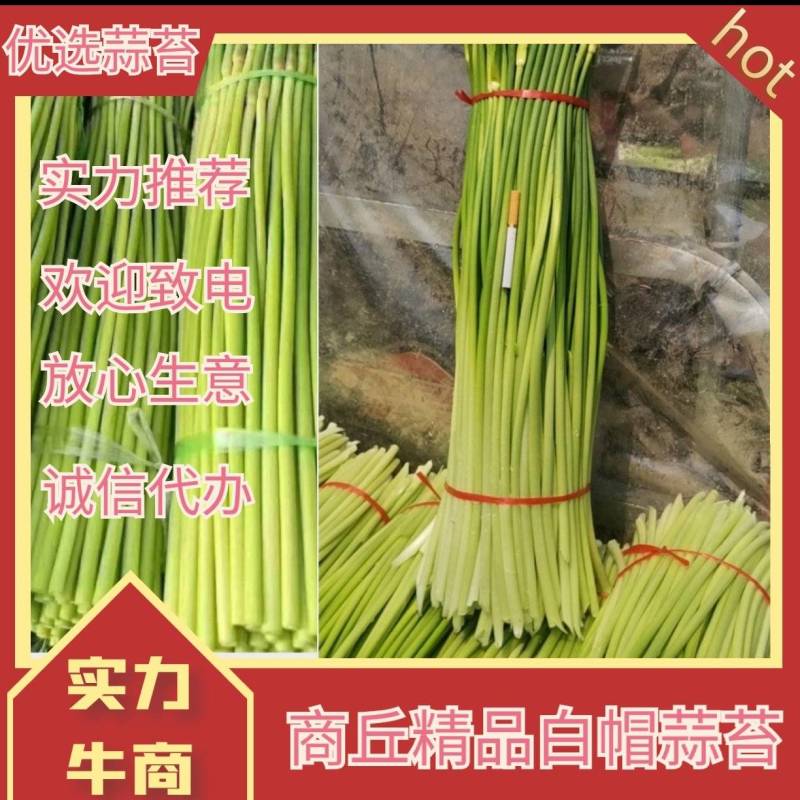 〈精品）白帽蒜苔大量上市，全国代发，货源充足，可视频看货