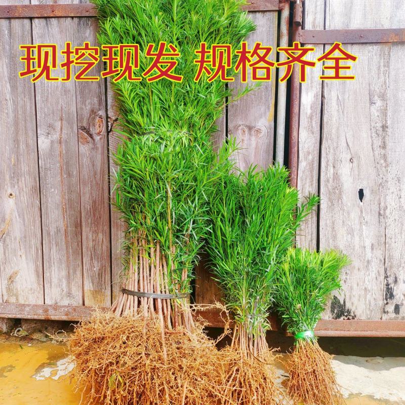 罗汉松苗松树苗基地发货一手货源批发，支持技术，包邮。