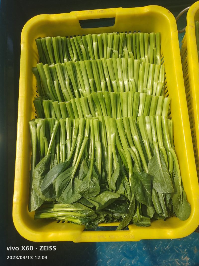 蔬菜广东菜心，