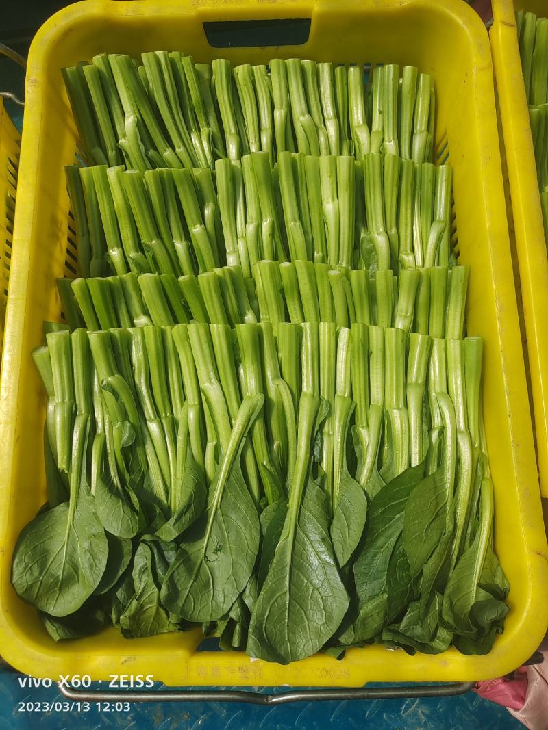 蔬菜广东菜心，