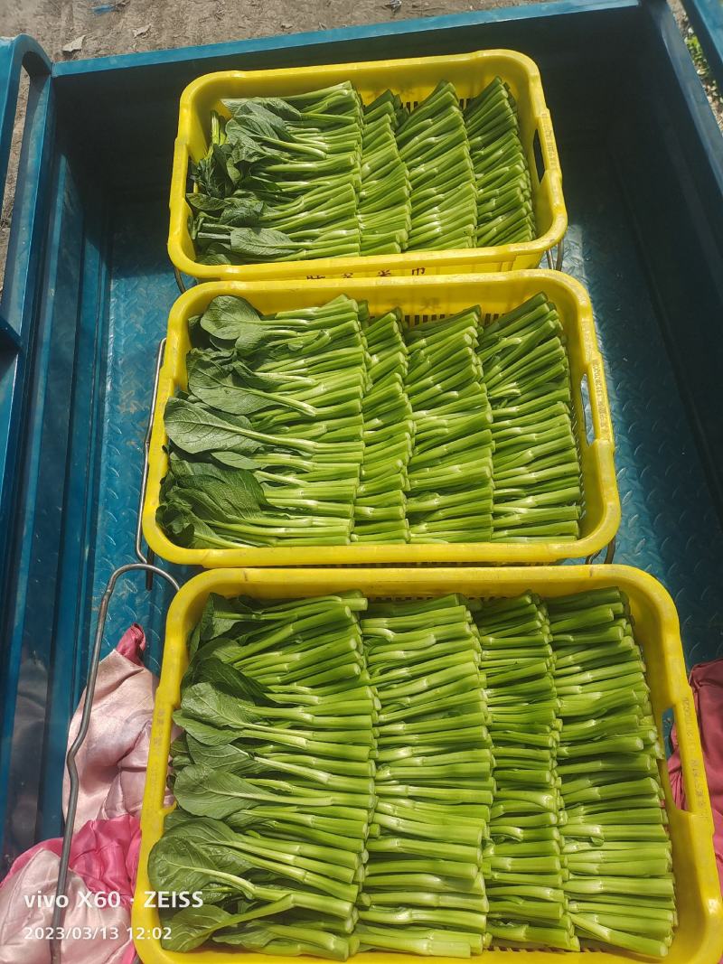 蔬菜广东菜心，
