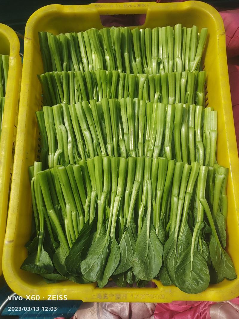 蔬菜广东菜心，