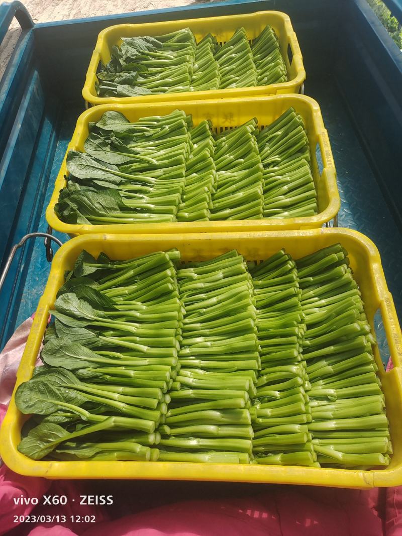 蔬菜广东菜心，
