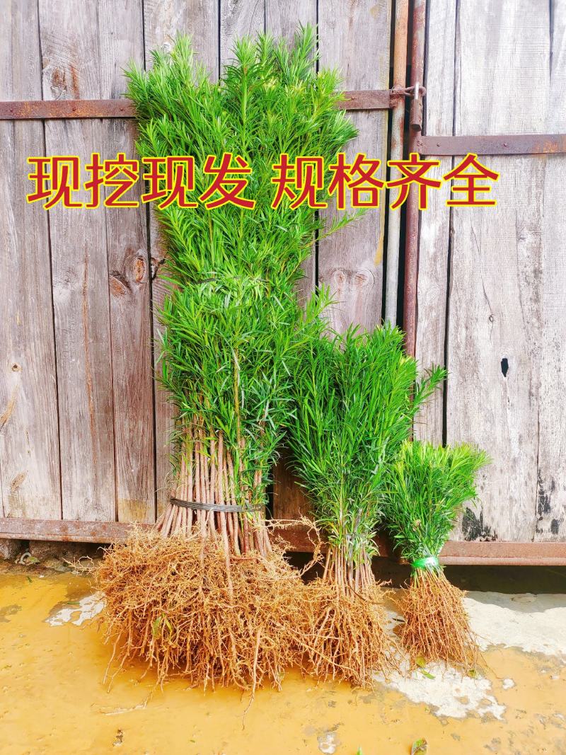 罗汉松苗松树苗基地发货一手货源批发，支持技术，包邮。