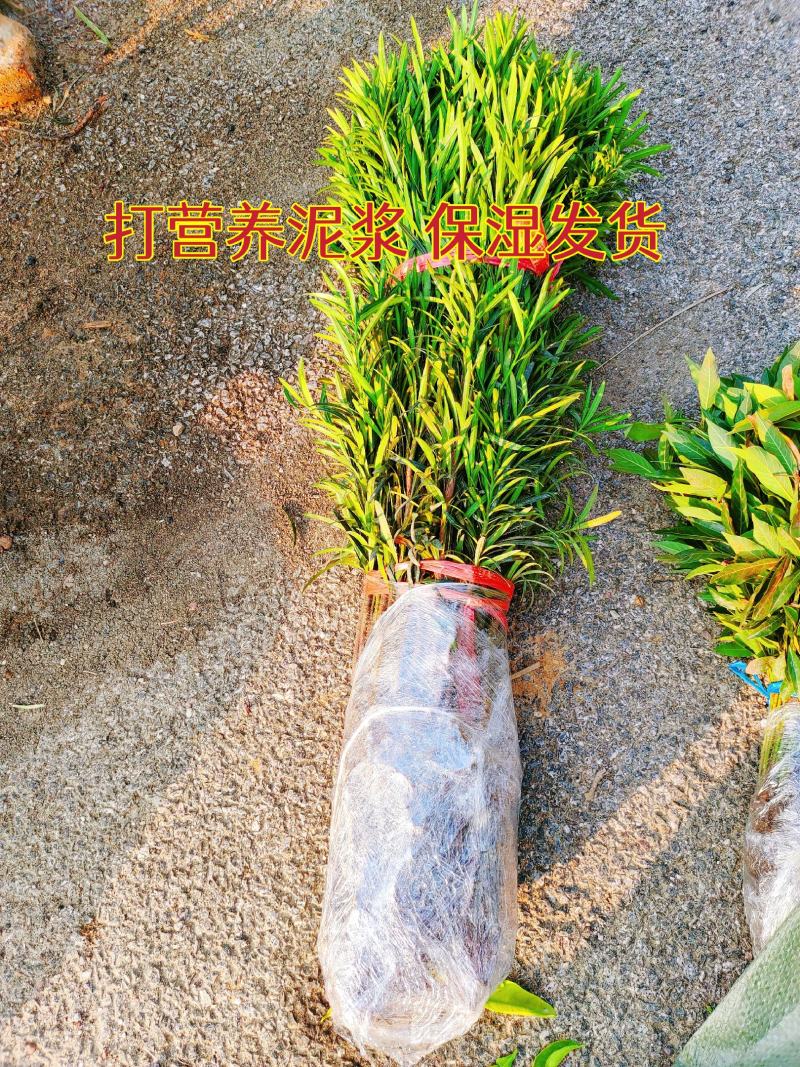 罗汉松苗松树苗基地发货一手货源批发，支持技术，包邮。