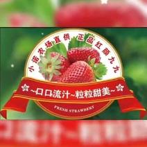 红颜九九草莓，品质保证，价格美丽，欢迎来电咨询。