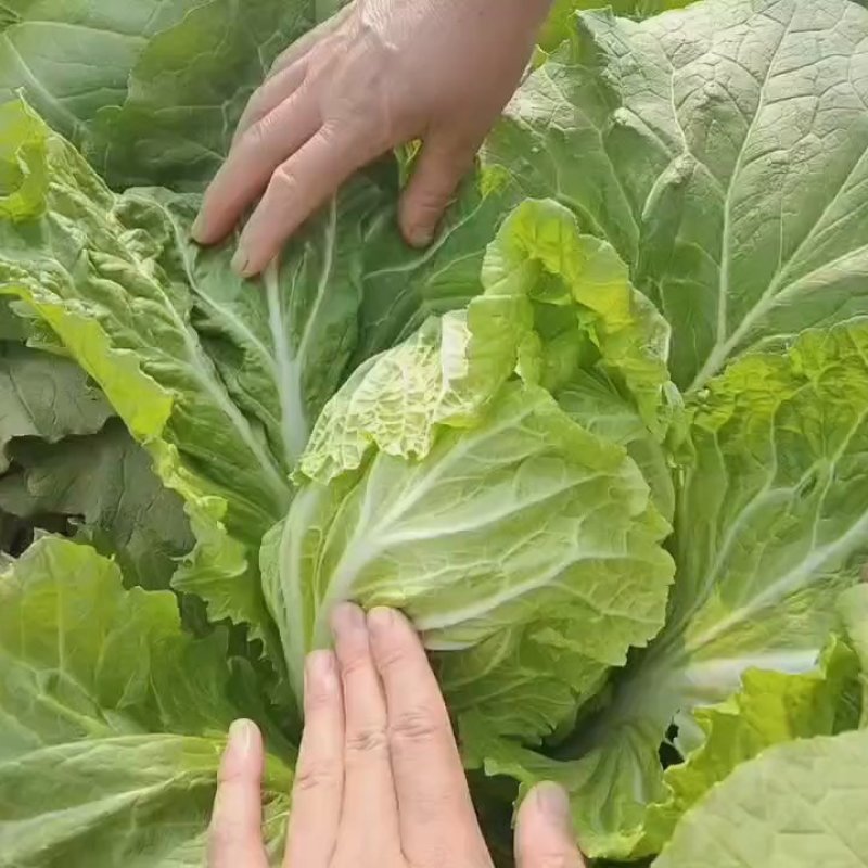 量大