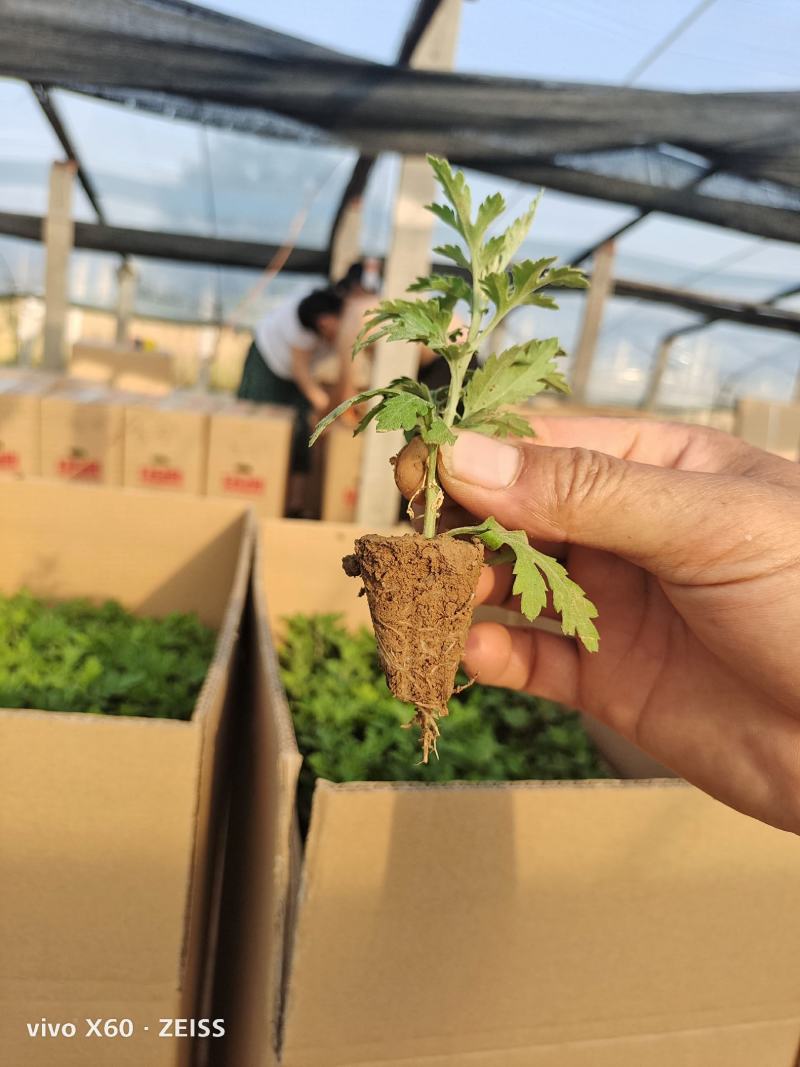 国庆菊穴盘苗，有红色的，黄色的，玫红色，