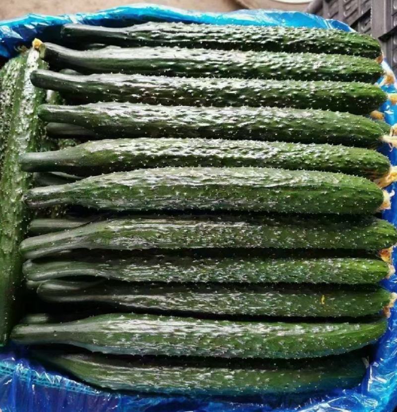 河南密刺大棚黄瓜，黑油亮，干花带刺，鲜花带刺大量供应商超